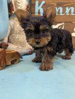 Mr Yorkie, a male Yorkshire Terrier for sale in DeKalb, IL – 2 of 4