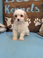 Cavadoodle, a male Cavapoo for sale in DeKalb, IL – 2 of 3
