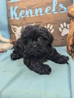 Teddybear, a female Shichon for sale in DeKalb, IL – 4 of 4