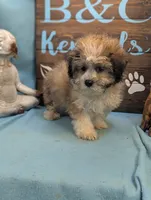 Teddybear, a male Shichon for sale in DeKalb, IL – 3 of 3