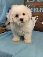 Fluffy, a female Bichon Frise and Maltese for sale in DeKalb, IL – 3 of 3