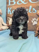 Prince, a male Shihpoo for sale in DeKalb, IL – 2 of 4
