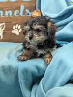 Mr Morkie, a male Morkie for sale in DeKalb, IL – 4 of 4