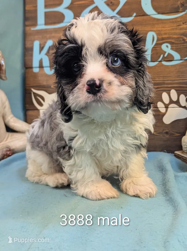 Cavadoodle – Cavapoo puppy for sale in DeKalb, IL