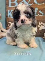Cavadoodle, a male Cavapoo for sale in DeKalb, IL – 1 of 1