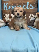A DOLL ABLE, a male Bichon Frise and Yorkshire Terrier for sale in DeKalb, IL – 4 of 4