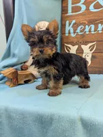 Mr Yorkie, a male Yorkshire Terrier for sale in DeKalb, IL – 4 of 4