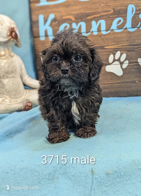 Tiny doo – Shihpoo puppy for sale in DeKalb, IL