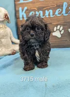 Tiny doo, a male Shihpoo for sale in DeKalb, IL – 1 of 1