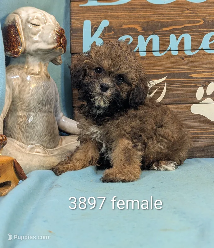 Princess – Shihpoo puppy for sale in DeKalb, IL