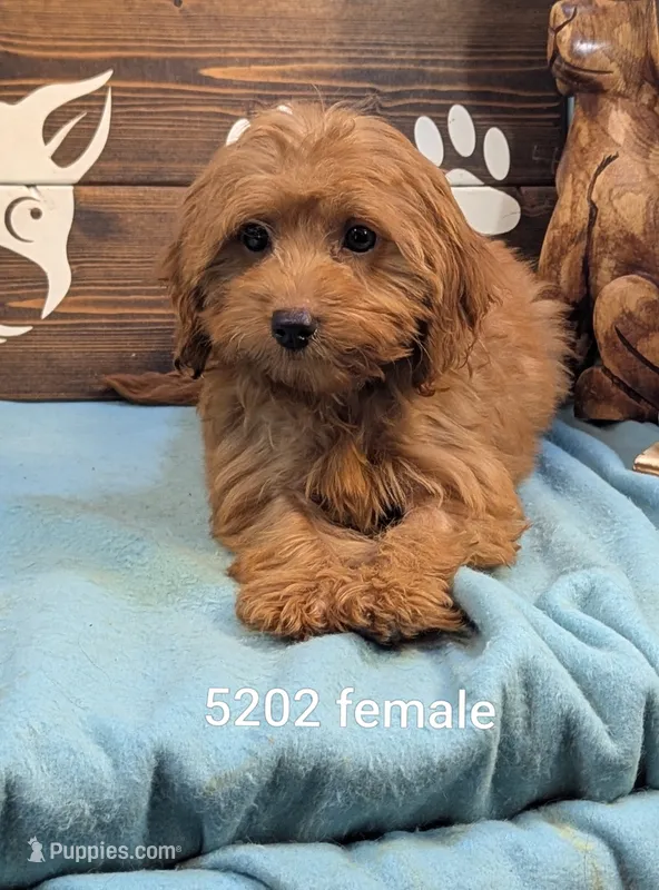 Toy Gld Doodle – Miniature Goldendoodle puppy for sale in DeKalb, IL
