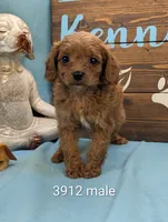 Cavadoo Cutie, a male Cavapoo for sale in DeKalb, IL – 1 of 1