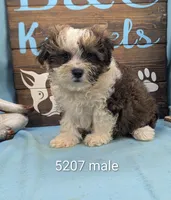 Teddybear, a male Bichon Frise and Shih Tzu for sale in DeKalb, IL – 1 of 1