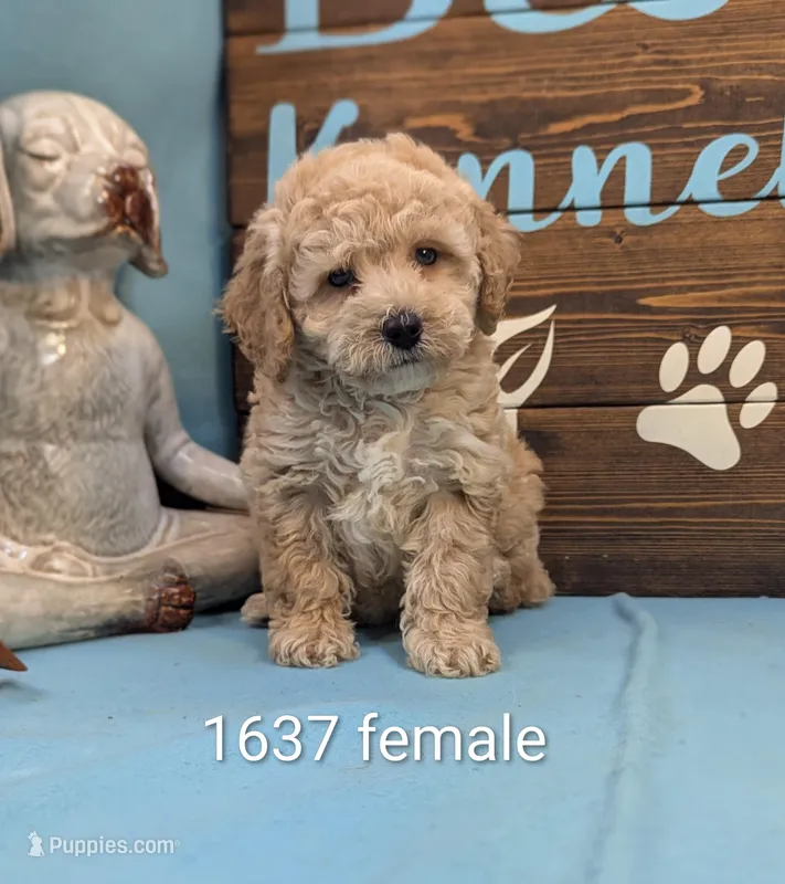 Mini Poodle – Poodle - Miniature  puppy for sale in DeKalb, IL