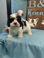 cava doodle, a male Cavapoo for sale in DeKalb, IL – 4 of 4