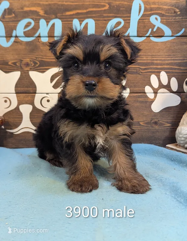 Mr Yorkie – Yorkshire Terrier puppy for sale in DeKalb, IL