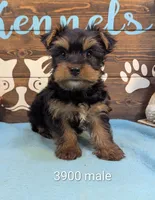 Mr Yorkie, a male Yorkshire Terrier for sale in DeKalb, IL – 1 of 3