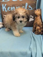 Teddybear, a male Shichon for sale in DeKalb, IL – 2 of 3