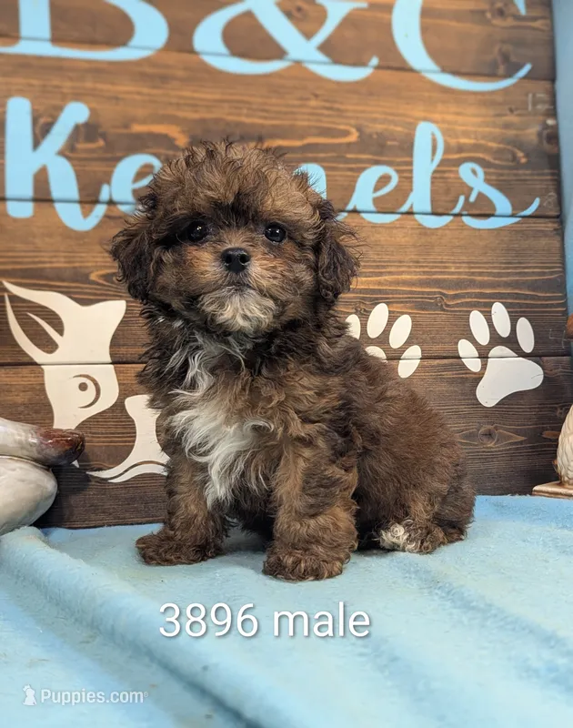 Prince – Shihpoo puppy for sale in DeKalb, IL