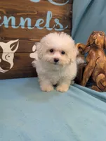 Fluffy, a female Bichon Frise and Maltese for sale in DeKalb, IL – 4 of 4