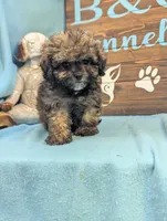 Prince, a male Shihpoo for sale in DeKalb, IL – 3 of 3