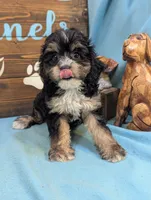 Cavadoodle, a female Cavapoo for sale in DeKalb, IL – 3 of 3