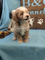 Mini Poodle, a male Poodle - Miniature  for sale in DeKalb, IL – 2 of 4