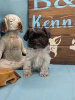 Schnoodle, a male Schnoodle for sale in DeKalb, IL – 5 of 5