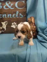 Queen Charles II, a female Cavalier King Charles Spaniel for sale in DeKalb, IL – Photo 2 of 4
