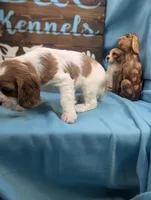 Queen Charles II, a female Cavalier King Charles Spaniel for sale in DeKalb, IL – Photo 3 of 4