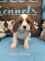 Queen Charles II, a female Cavalier King Charles Spaniel for sale in DeKalb, IL – Photo 1 of 4