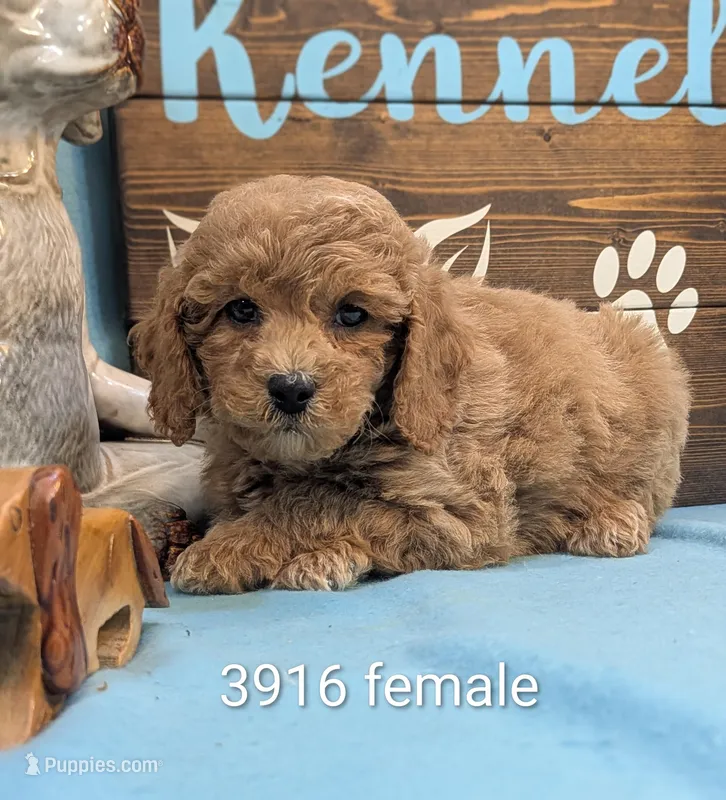 Cockapoo  – Cocker Spaniel, Poodle - Toy  puppy for sale in DeKalb, IL