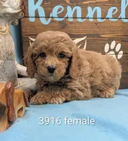 Toy Cockapoo , a female Cocker Spaniel and Poodle - Toy  for sale in DeKalb, IL – 1 of 3
