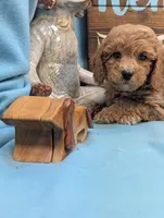 Toy Cockapoo , a female Cocker Spaniel and Poodle - Toy  for sale in DeKalb, IL – 3 of 3