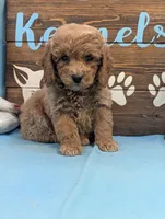 Toy Cockapoo , a female Cocker Spaniel and Poodle - Toy  for sale in DeKalb, IL – 2 of 3