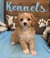 Cavadoodle, a female Cavapoo for sale in DeKalb, IL – 1 of 4