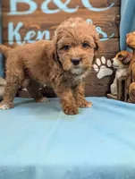 Gold baby, a male Miniature Goldendoodle for sale in DeKalb, IL – 3 of 3