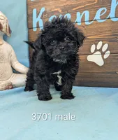 Tiny doo, a male Shihpoo for sale in DeKalb, IL – 1 of 1