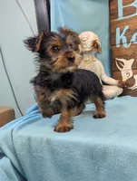 Mr Yorkie, a male Yorkshire Terrier for sale in DeKalb, IL – 3 of 4