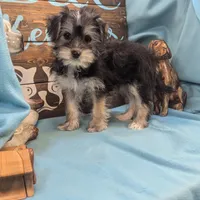 Yo-Chon, a female Bichon Frise and Yorkshire Terrier for sale in DeKalb, IL – Photo 3 of 3