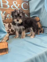 Yo-Chon, a female Bichon Frise and Yorkshire Terrier for sale in DeKalb, IL – Photo 3 of 3