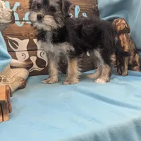 Yo-Chon, a female Bichon Frise and Yorkshire Terrier for sale in DeKalb, IL – Photo 2 of 3