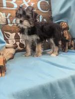 Yo-Chon, a female Bichon Frise and Yorkshire Terrier for sale in DeKalb, IL – Photo 2 of 3