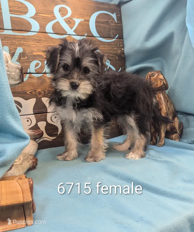Yo-Chon, a female Bichon Frise and Yorkshire Terrier for sale in DeKalb, IL – Photo 1 of 3
