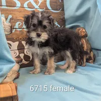Yo-Chon, a female Bichon Frise and Yorkshire Terrier for sale in DeKalb, IL – Photo 1 of 3