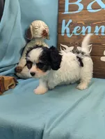 Cava Chon, a female Cavachon for sale in DeKalb, IL – 3 of 3
