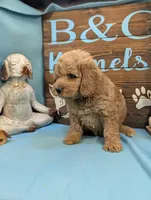 Gold baby, a male Miniature Goldendoodle for sale in DeKalb, IL – 3 of 3