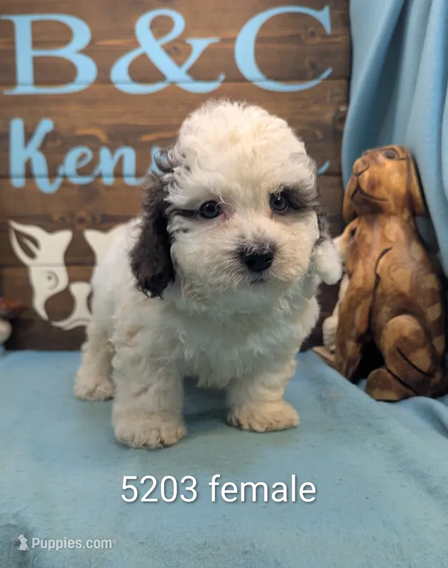 Bich-a-Poo – Bichon Frise, Poodle - Toy  puppy for sale in DeKalb, IL