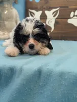 Cava Chon, a female Cavachon for sale in DeKalb, IL – 2 of 3