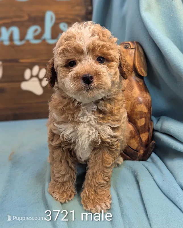 Mini Poodle – Poodle - Miniature  puppy for sale in DeKalb, IL